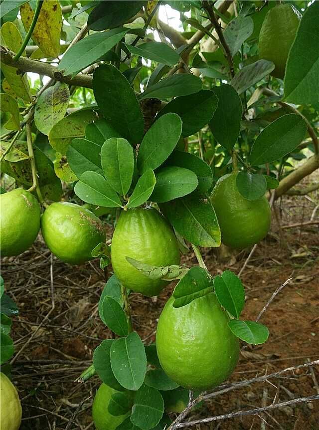 香水柠檬 3.3 - 4.5两