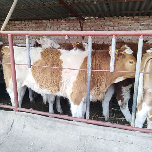 忻州肉牛 400-600斤 统货