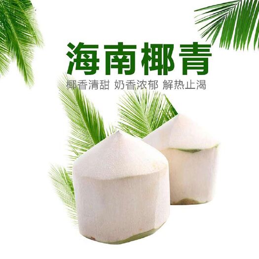 海口椰青 专做大宗批发，红椰，黄椰，绿椰，毛椰，老椰都有