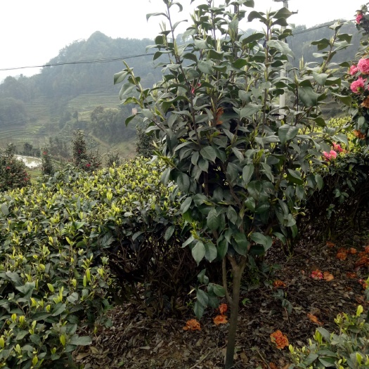 高县七芯茶花 80~100cm