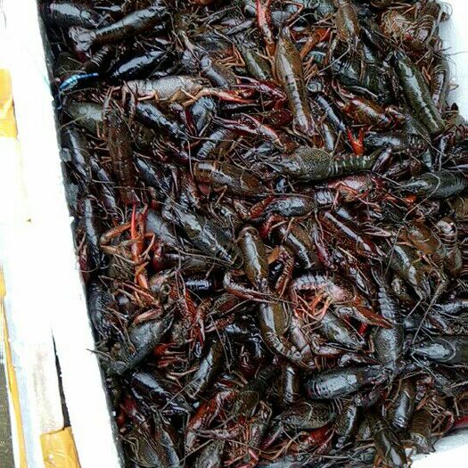 仙桃市仙桃小龙虾  小青234
