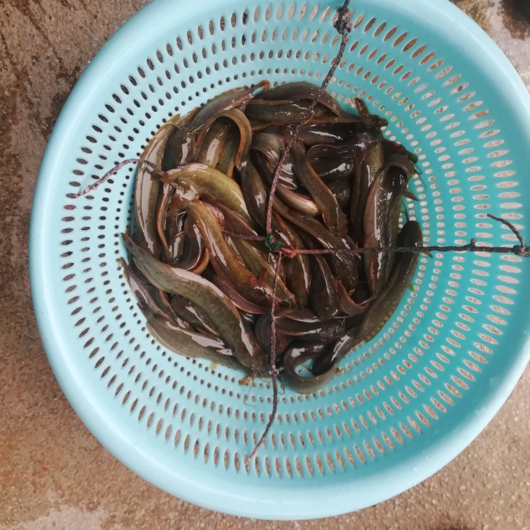  塘鲺鱼苗  塘虱鱼苗  胡子鲶鱼苗