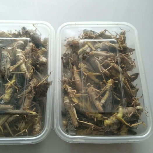 肥城市 东亚飞蝗，蚂蚱，蝗虫