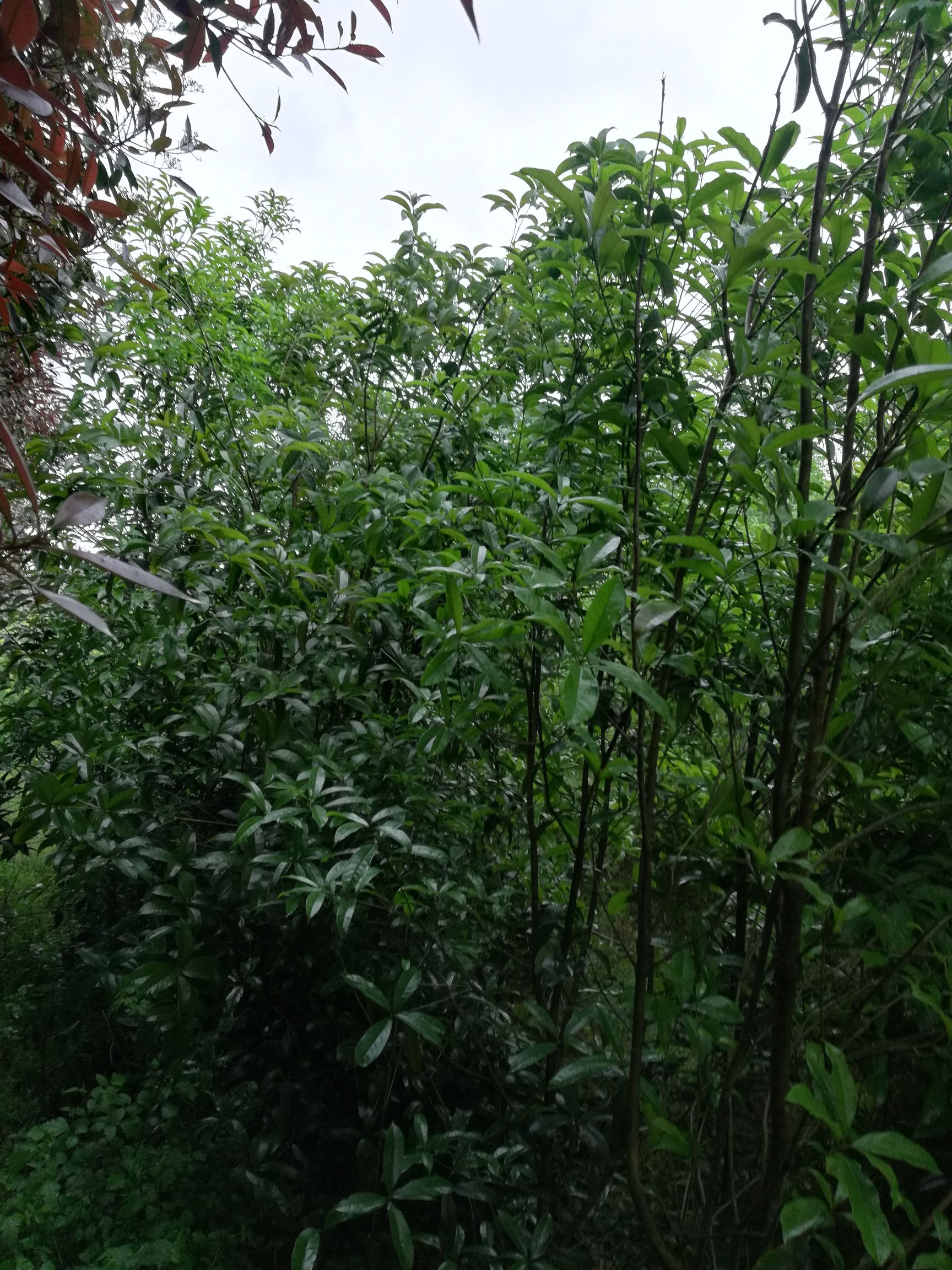 红叶石楠