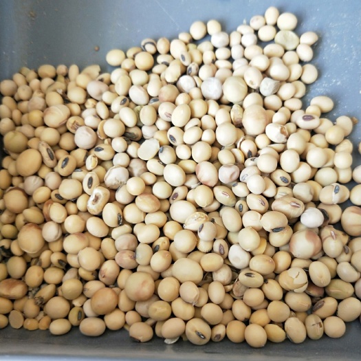 怀来县黄大豆 生大豆 2等品