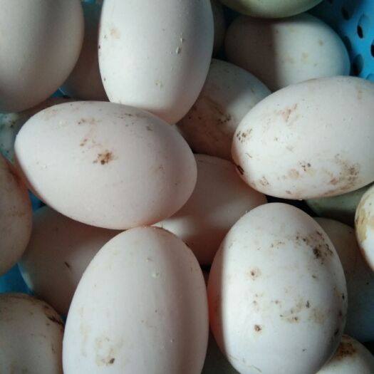 金堂县土鸭蛋 食用 箱装