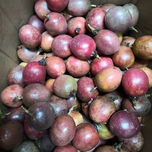 桂林 做电商做百香果饮料的百香果