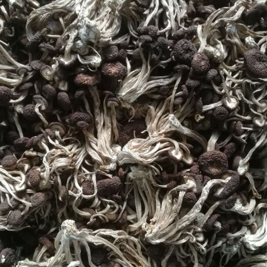 南丰县广昌5号茶树菇  5号散装   规格私人定制   新货包邮