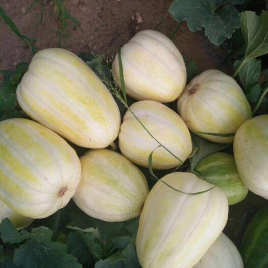 遵化市金妃甜瓜 0.5斤以上