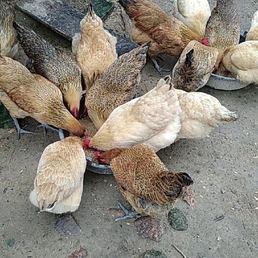 博罗县土鸡蛋 食用 散装