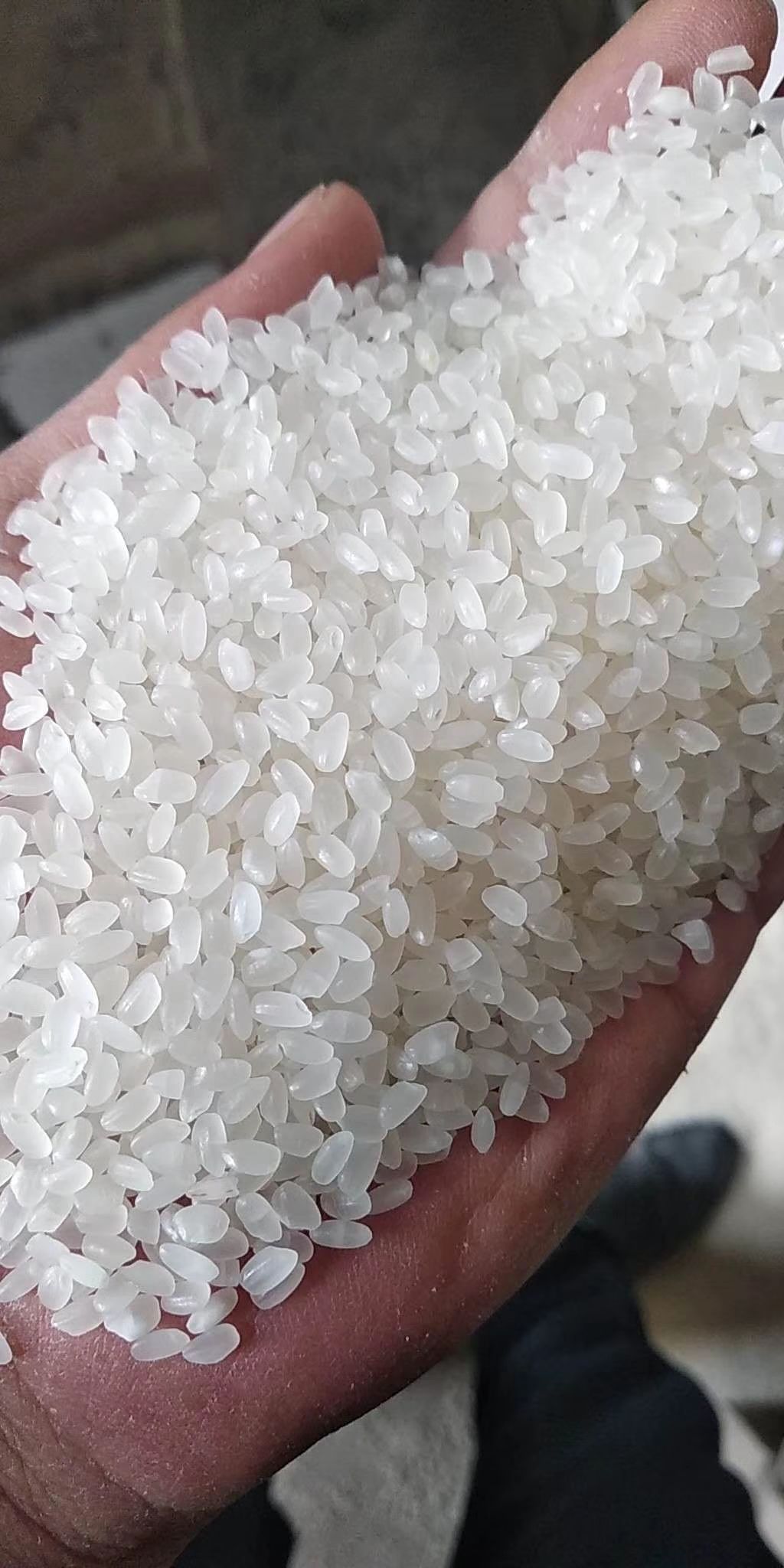 优质苏北大米珍珠米大米25KG/