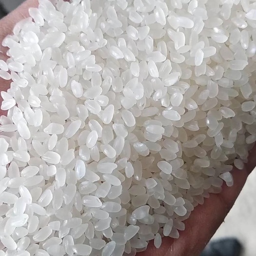 阜阳优质苏北大米珍珠米大米25KG/