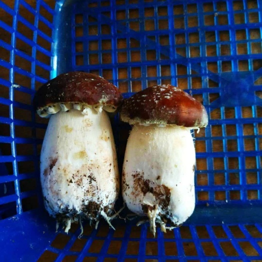 东明县赤松茸 9cm-12cm 半开伞 鲜货 人工种植