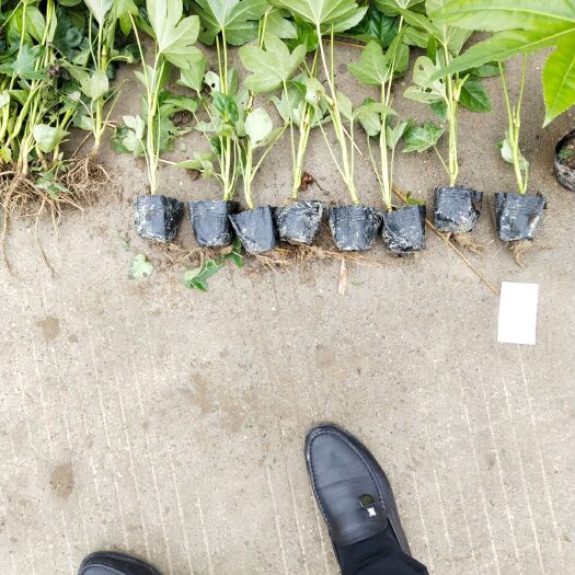 沭阳县八角金盘盆栽