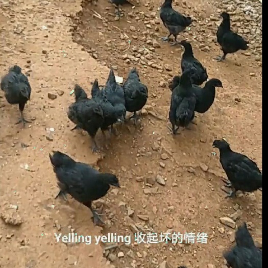 海口黑鸡苗