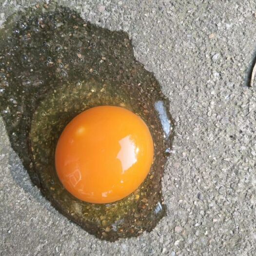 武汉乌鸡蛋 食用 箱装