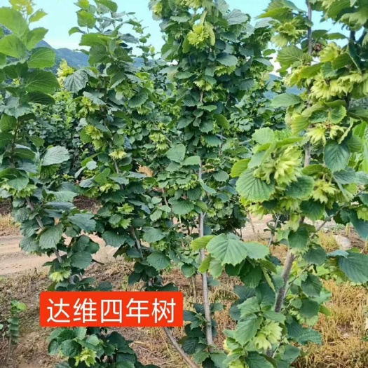 舒兰市平欧榛子苗 2公分以下