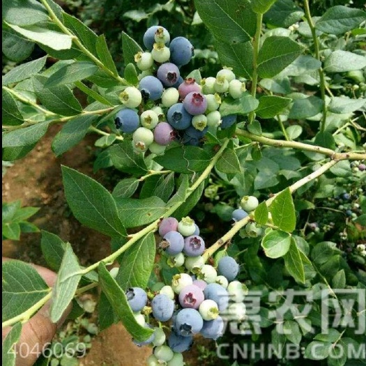 灵山县蓝宝石蓝莓苗