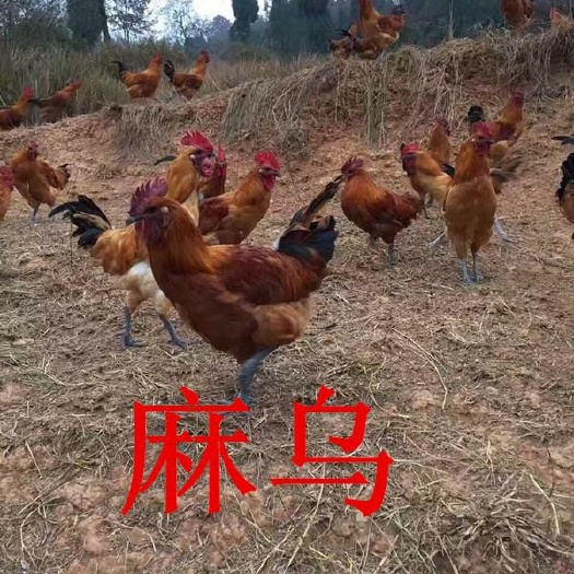 广汉市麻羽乌皮土鸡 乌皮土鸡苗批发 专车送货上门