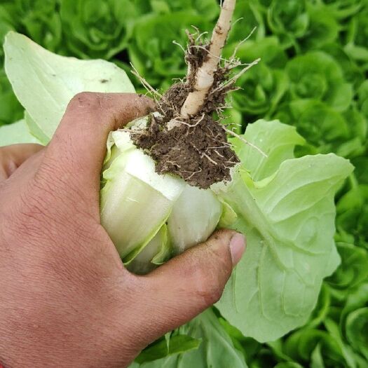 南通速生小白菜 15~20cm
