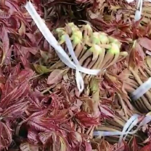 滕州市红香椿芽 9~12cm