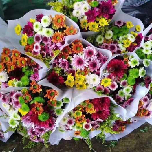 昆明小红菊 小菊颜色齐全