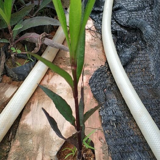 揭阳大花芦莉