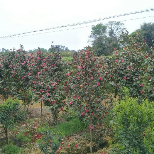 蒲江县山茶花 140cm以上 
