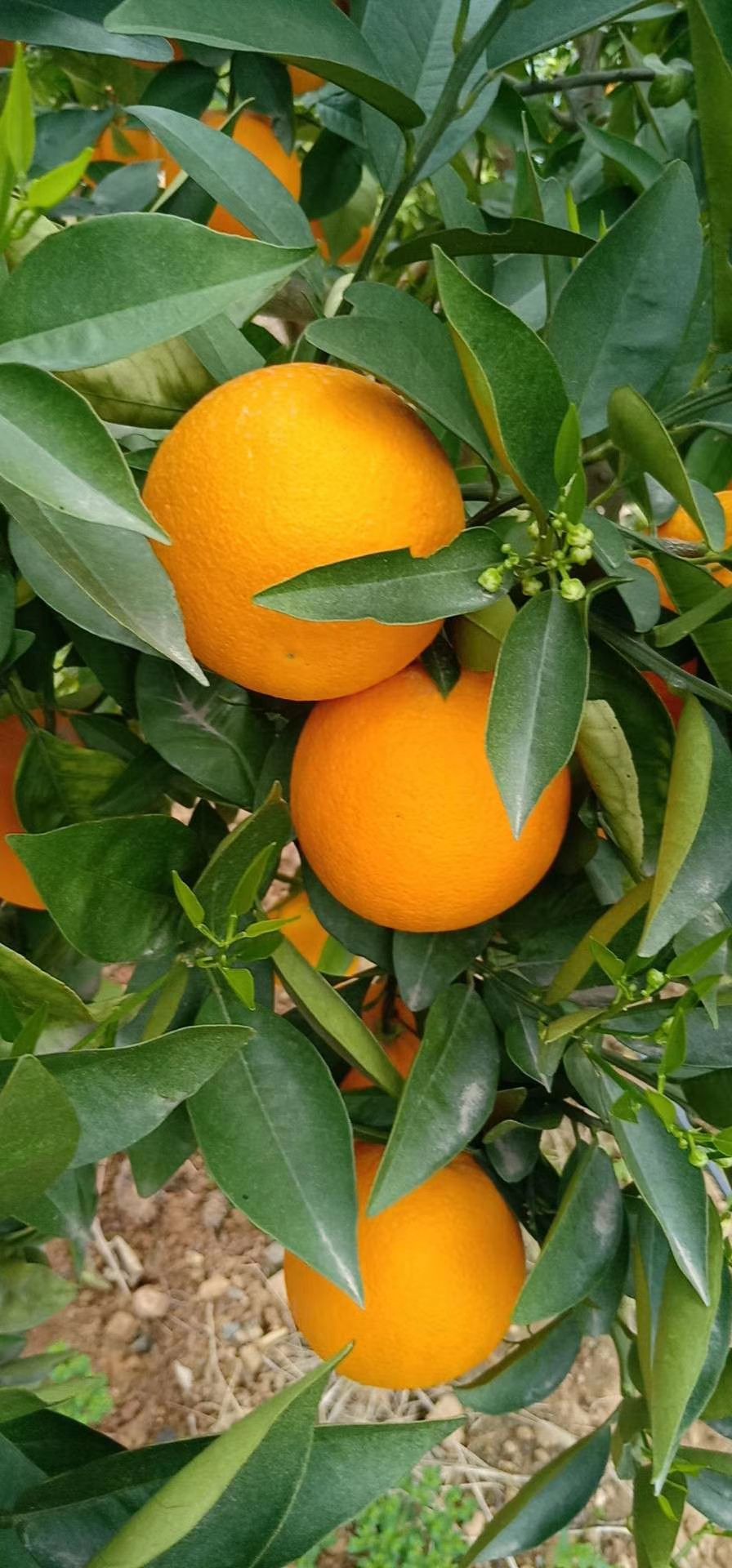 夏橙大量上市,纯甜无酸,枝头鲜果产地供应,一手货源批发