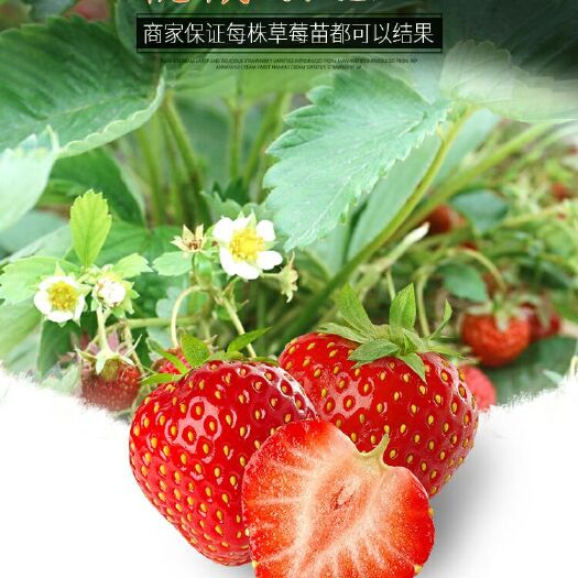 沭阳县红颜草莓苗 10公分以下 地栽苗
