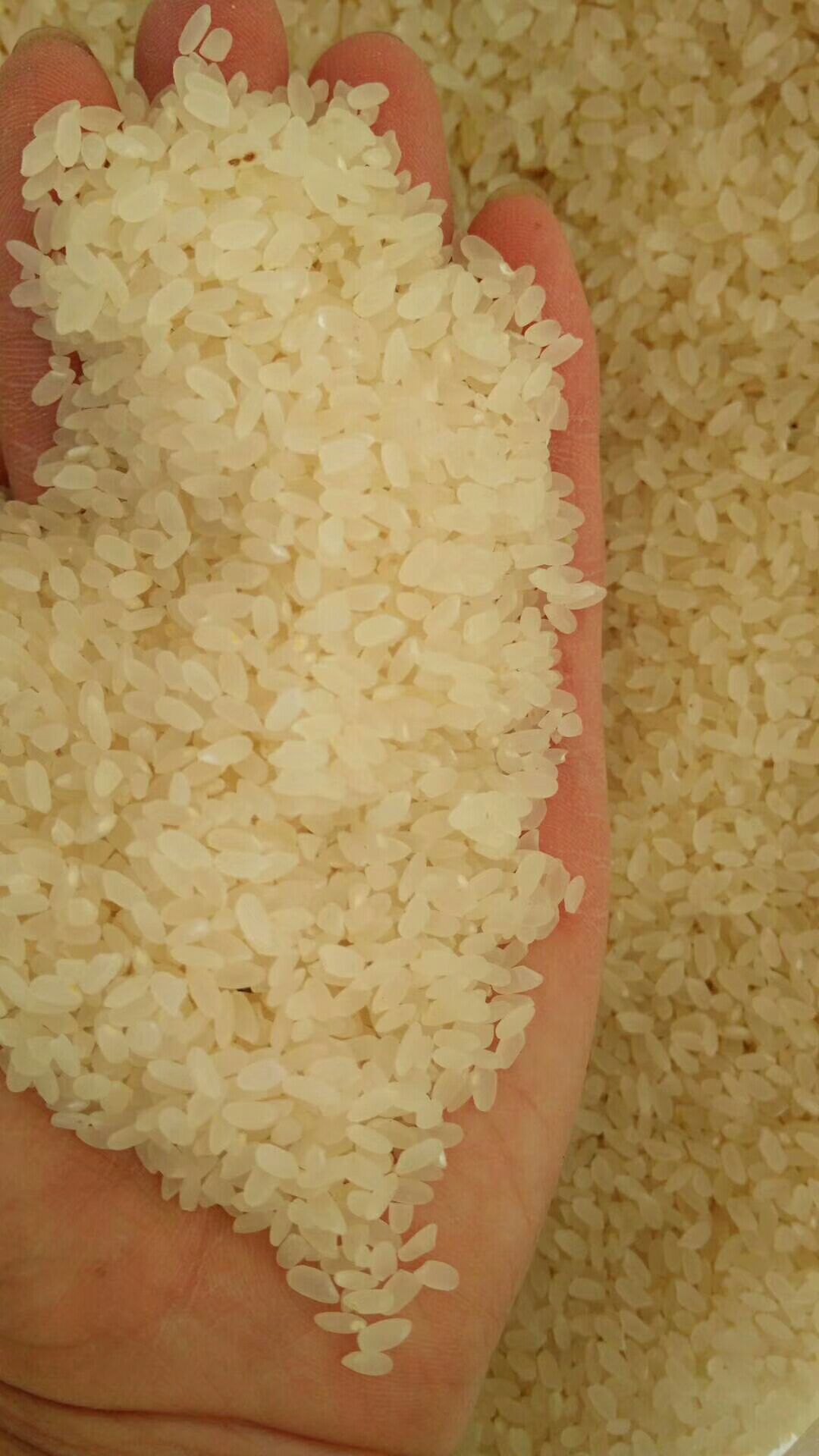 洮南市东北大米 一等品 一季稻 粳米