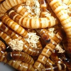 大麦虫  龙鱼饲料金银红龙鱼专用鱼食