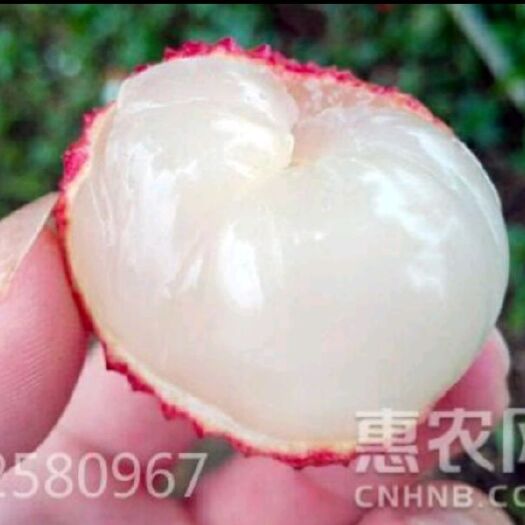 灵山县白糖罂荔枝苗