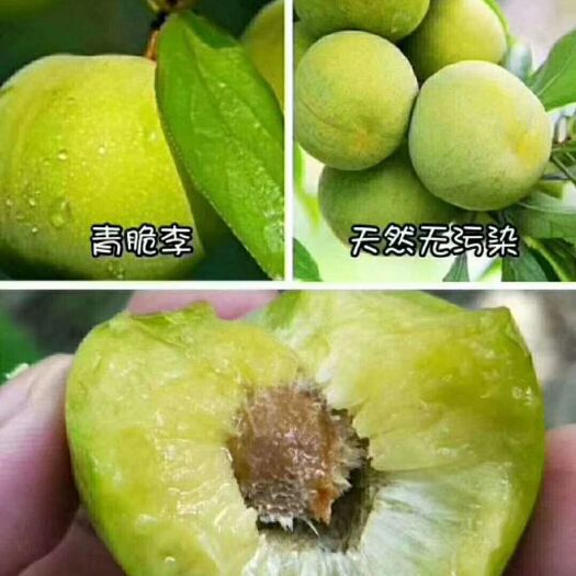 简阳市青脆李苗