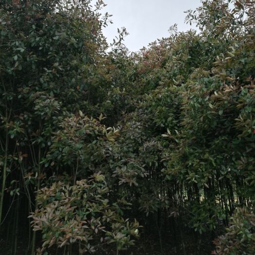太湖县高杆红叶石楠