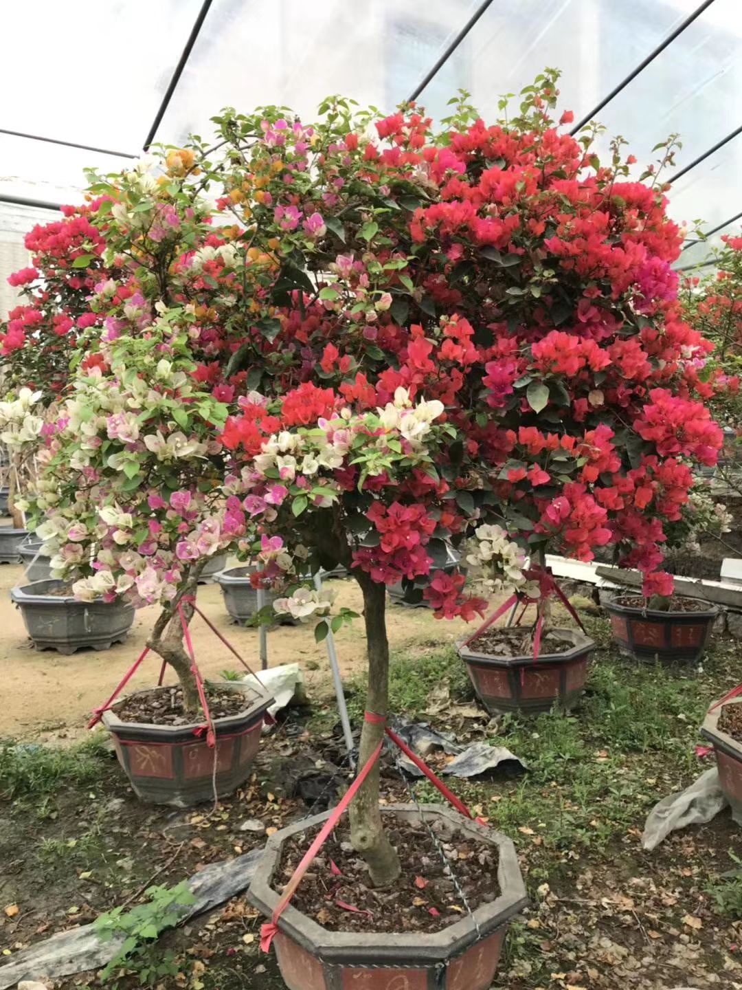 多花嫁接三角梅 1.5~2米 多花嫁接三角梅 1.5~2米