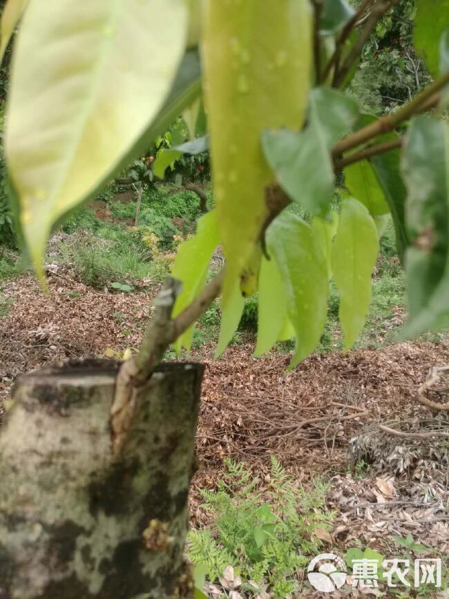 仙进奉荔枝苗 仙进奉荔枝