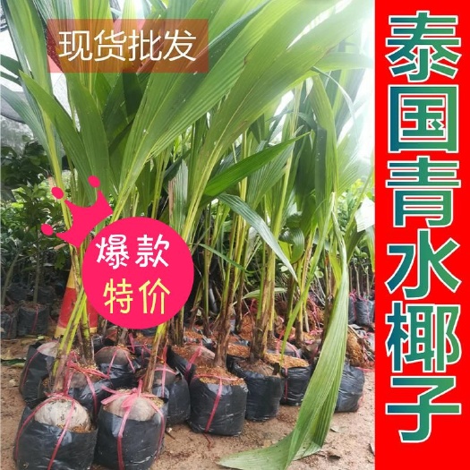 灵山县椰子苗 泰国青水 正品包邮 现货