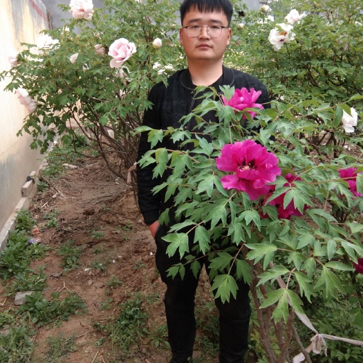 菏泽牡丹树 1.5~2米 2~4cm 4cm以下
