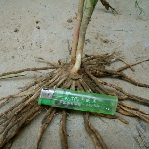 曹县优质芦笋苗，量大从优价格电话联系