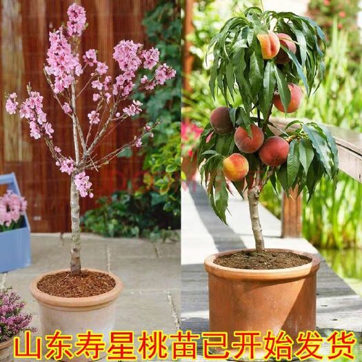 沭阳县寿星桃