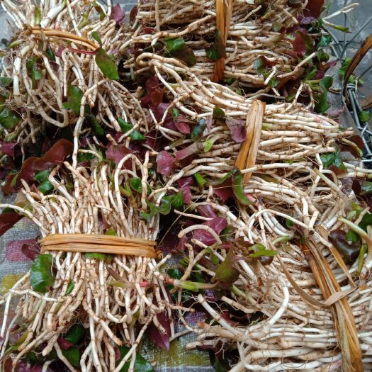 镇远县野生鱼腥草