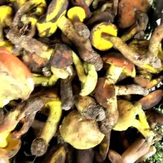 奉节干黄牛肝菌 散装 1年以上