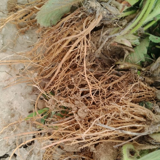 中牟县丹莓2号草莓苗 10~20公分 裸根，300万颗，