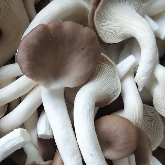 无锡秀珍菇 4cm以下