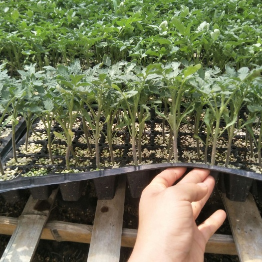 寿光市毛粉番茄苗 三叶一心