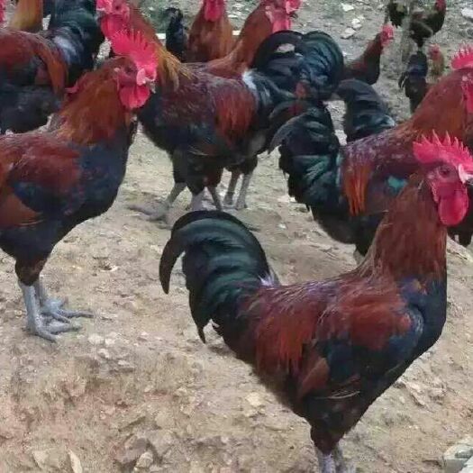 南宁血毛土鸡苗 统货