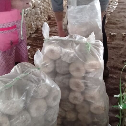 大名县平菇菌种 高温型平菇菌棒