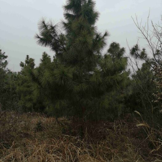 六安湿地松树苗