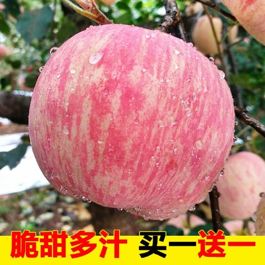 新余红富士苹果 75mm以下 条红 膜袋